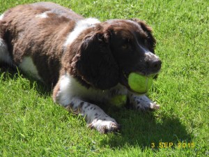 Friendly dog with four tennis balls